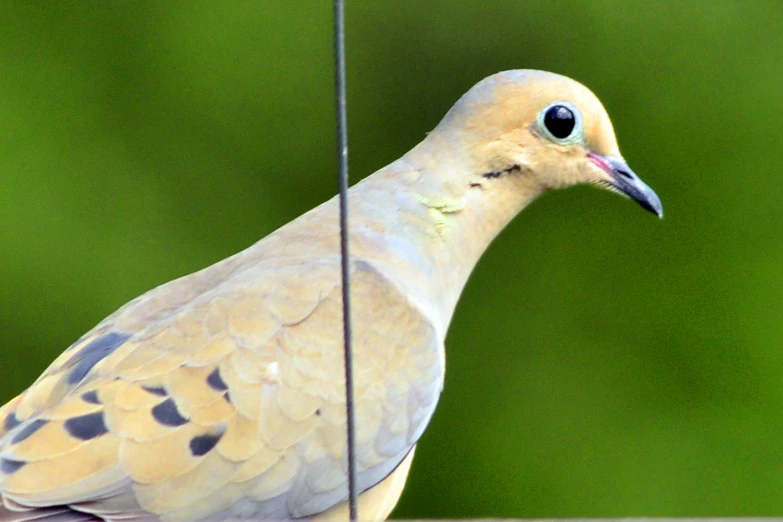 a white bird is standing with its head under a wire