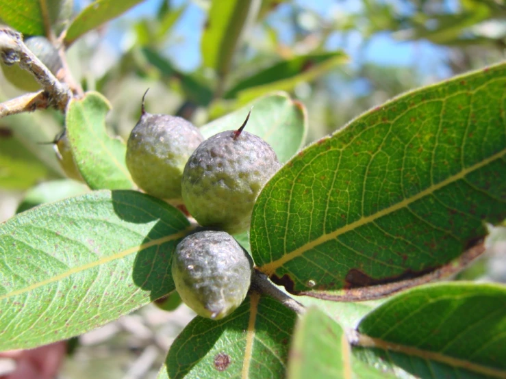 some fruit is growing on a nch with leaves