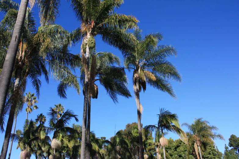 there is a group of palm trees under a blue sky