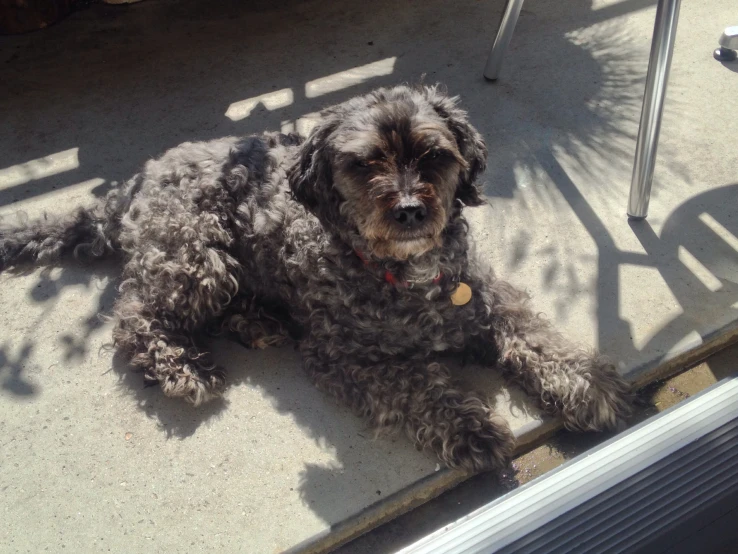 this is an image of a dog laying on the floor