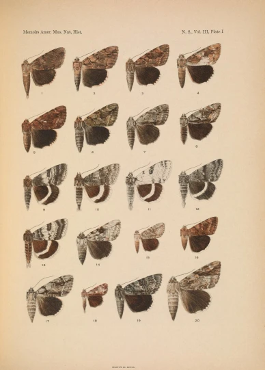 this is an antique illustration of a variety of birds that are colored