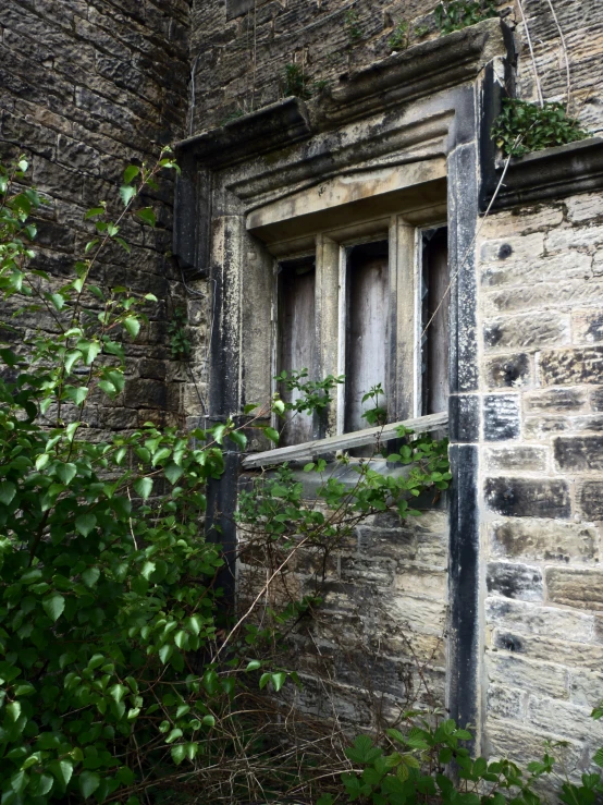 the old run down house is overgrown with vines