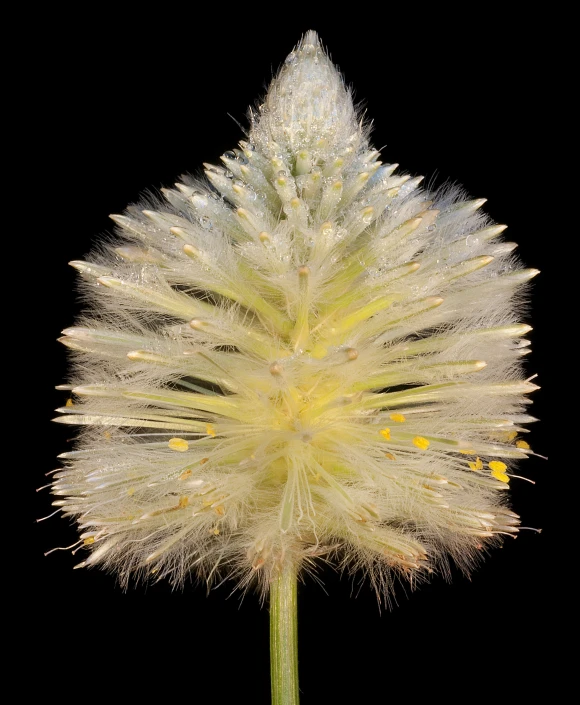 the dandelion has a lot of tiny yellow flowers