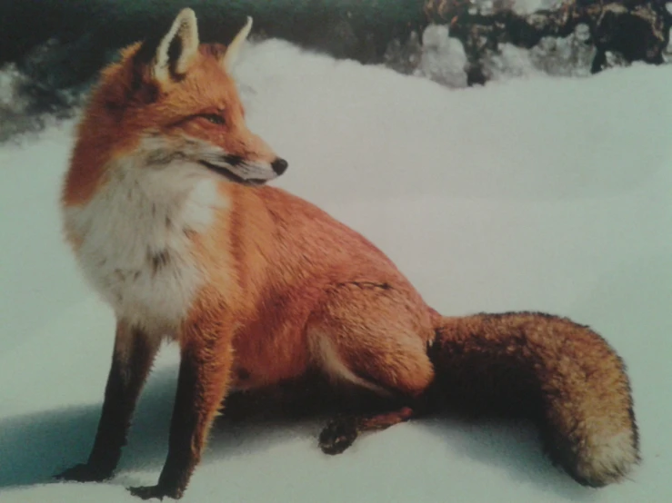 an orange fox sitting in the snow looking toward its right