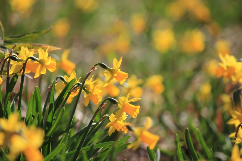 yellow daffodils blooming in a field