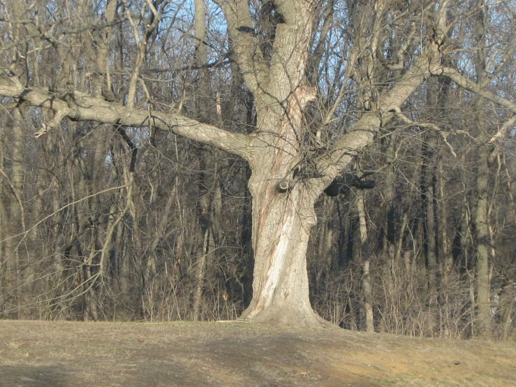 a large tree sitting next to a lush green forest