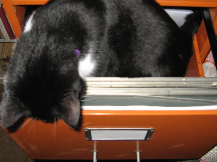 a cat sitting in an open laptop computer