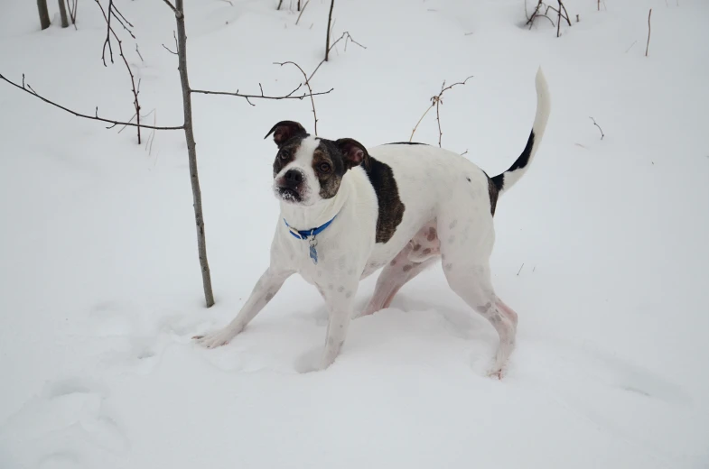 a small dog in the snow with a blue collar