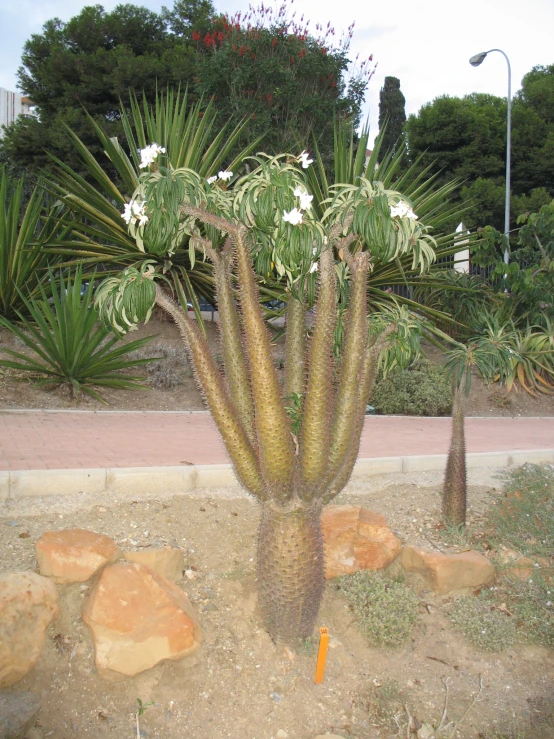 a large saguada plant with many leaves and flowers