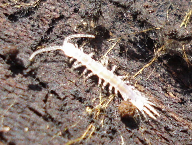 a small worm crawls on the ground