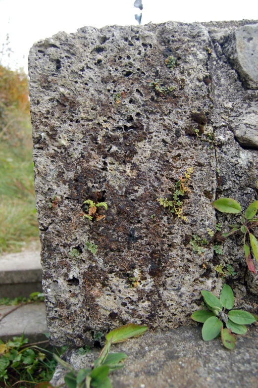 small plants growing between the old rocks