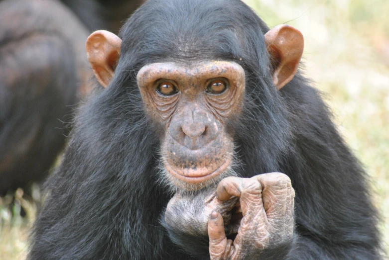 an image of a chimpan on a grassy field