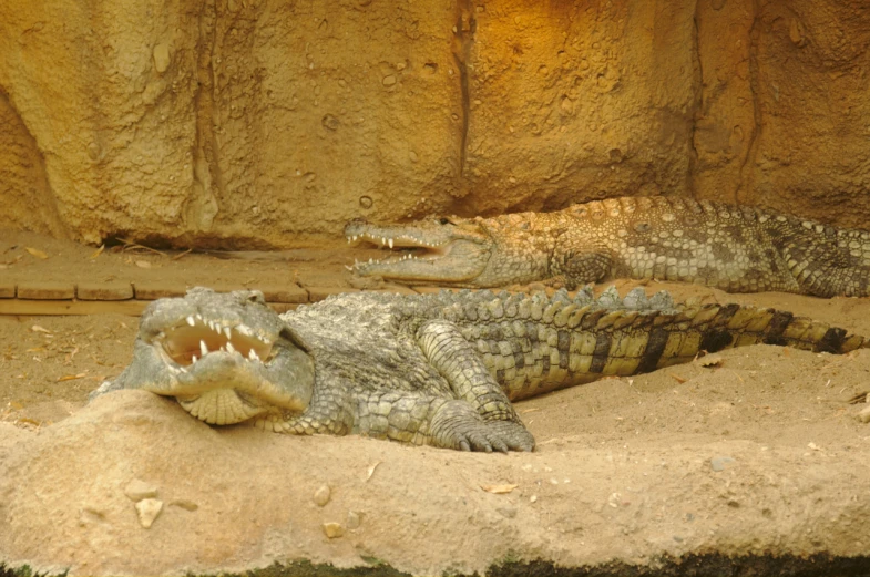two alligators in the zoo laying down