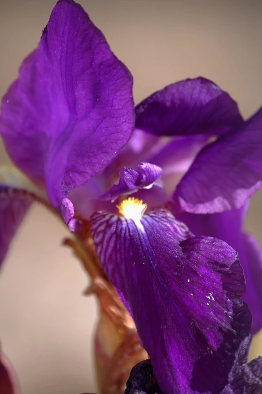 the purple flower has its petals opened with water droplets