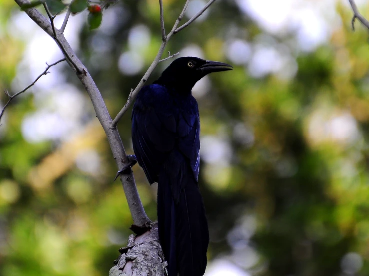 a black bird perched on a nch with green leaves