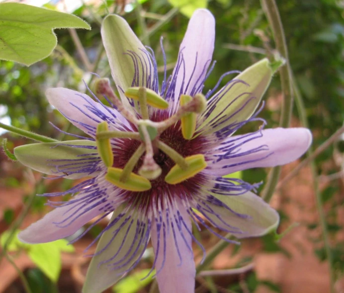 the blue and white flower is growing in the garden