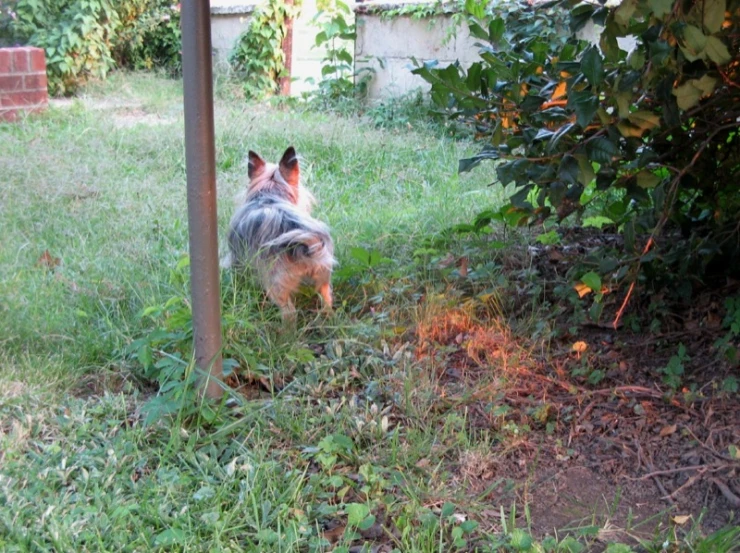 an animal that is under a pole in the grass