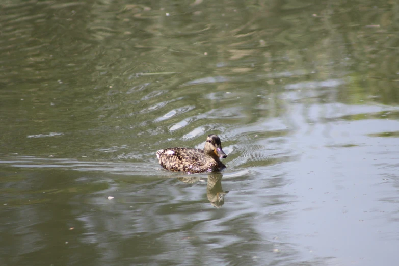 a duck floats in the lake with its head above the water