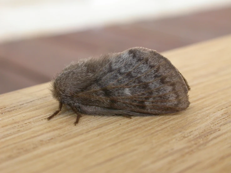 a small black moth on a wooden surface