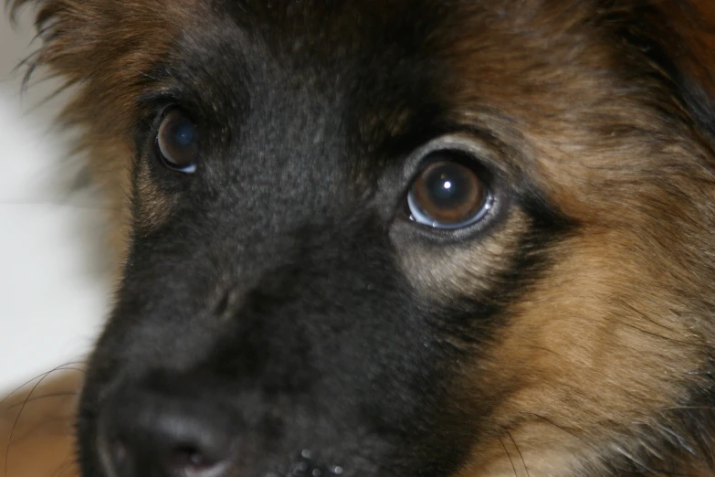 an image of a german shepherd dog with blue eyes