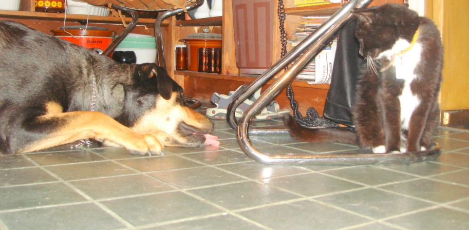 two dogs play on a tiled floor in front of an open cabinet