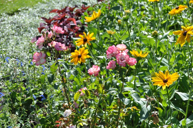 many different types of flowers growing along the side of a field