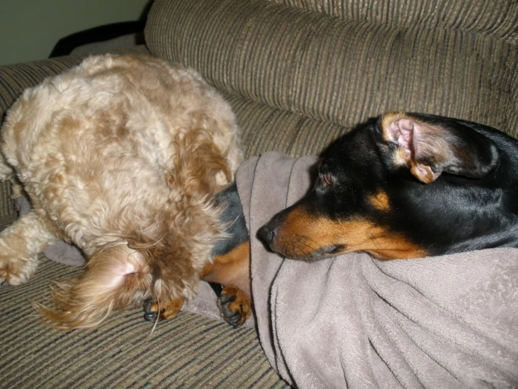 an orange and black dog sitting on the couch next to a white dog laying on a pillow