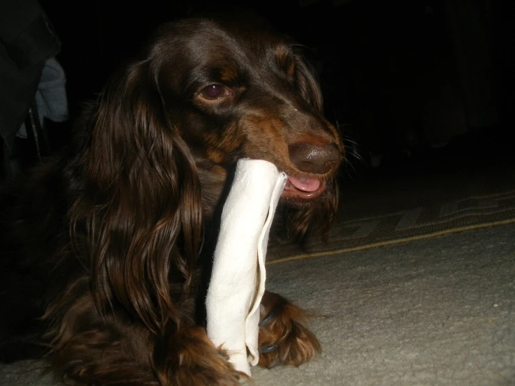 a dog chews on a large bone toy in his mouth