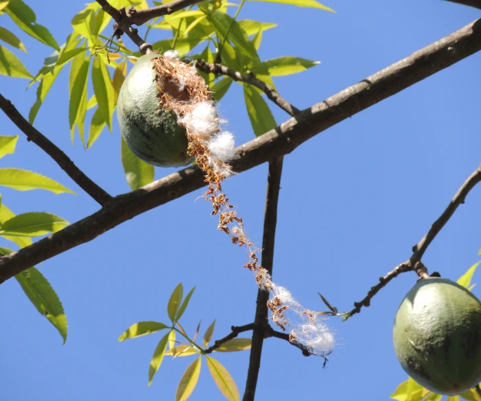 fruits in a tree with clear blue sky background