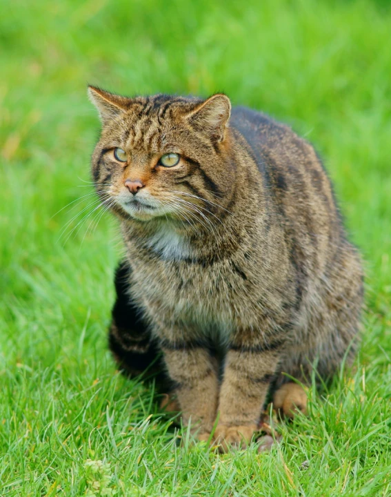 a cat stands in the green grass and stares off to its left