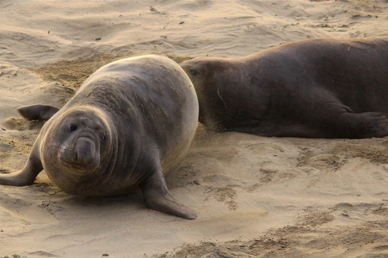 two sea lions relax on sand covered beach