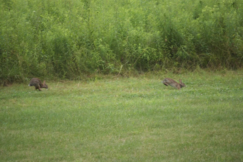 two turkeys standing in an open grassy field