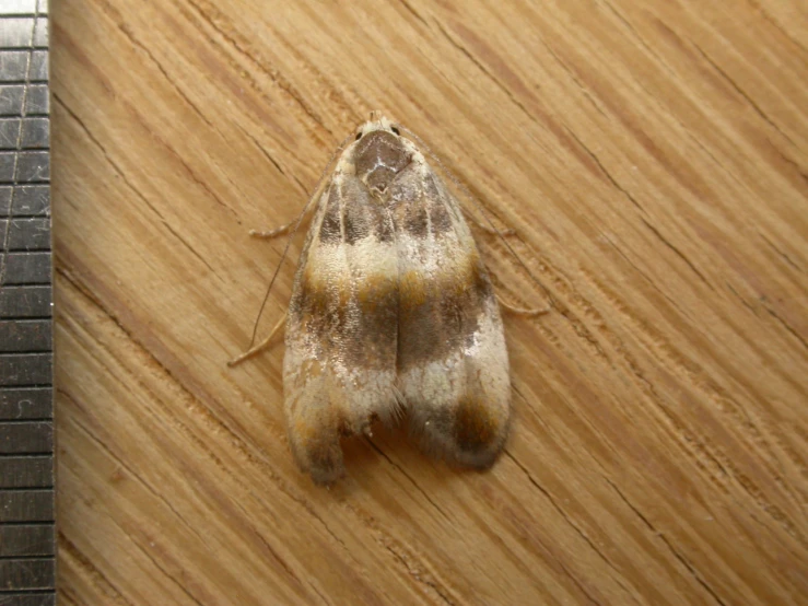 a moth resting on the floor in front of a brick wall