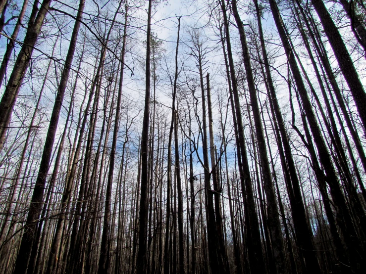 a group of tall trees near each other