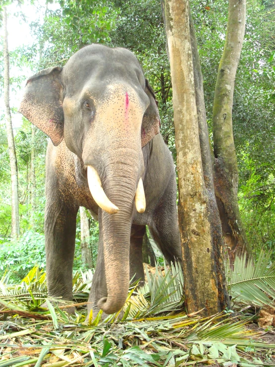 an elephant stands alone near a tree and foliage