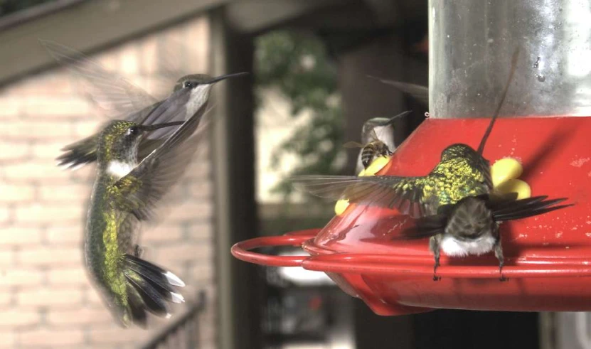 hummingbirds are flying around a bird feeder