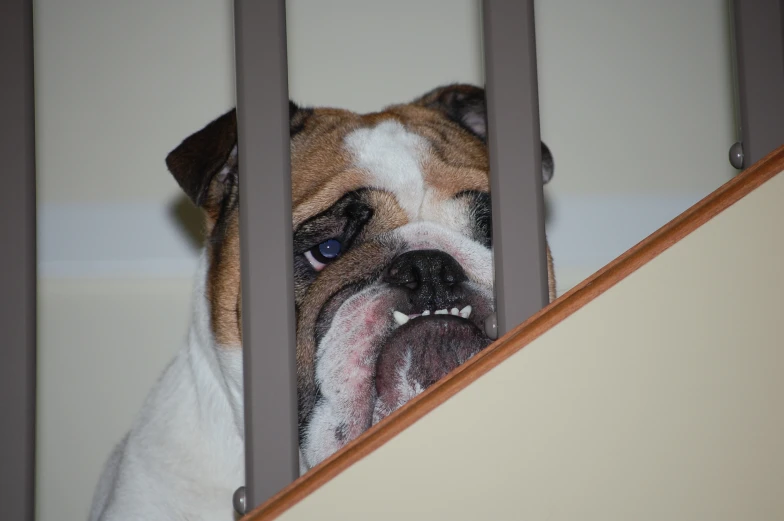 a dog behind bars looking at the camera