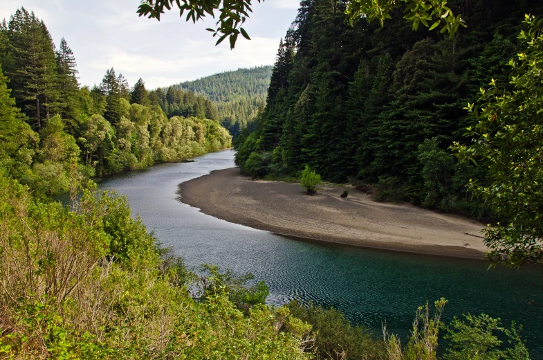 a river running through a lush green forest