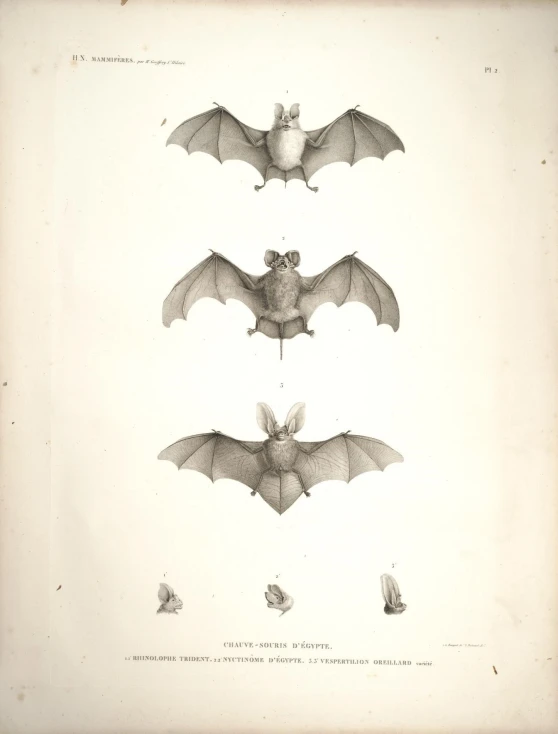 three bats showing different flying patterns of the bat
