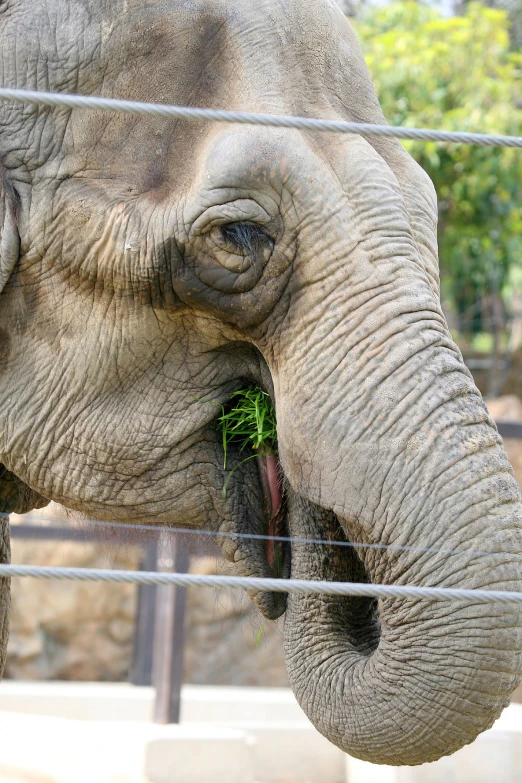 an elephant with its trunk in the fence eating
