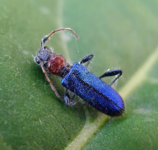 a bright blue insect is standing on a green leaf