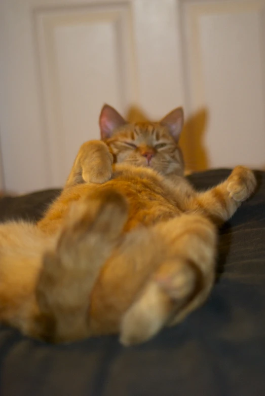 an orange cat rolling on its back on a black surface