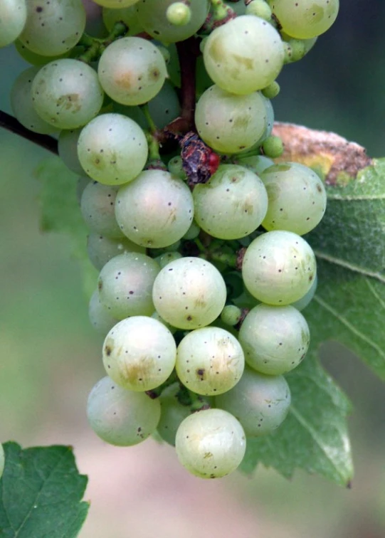 the large bunch of white gs has some green leaves