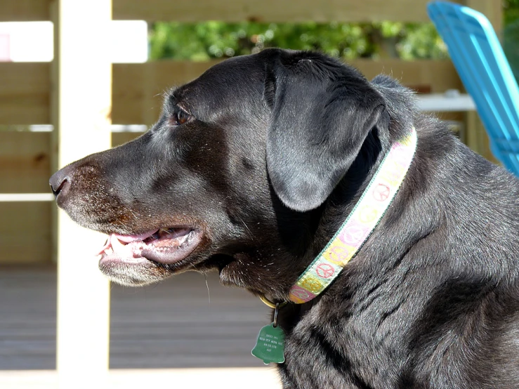 a close up of a dog with a collar on