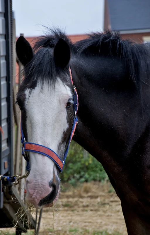 a horse is eating hay out of a hay bin