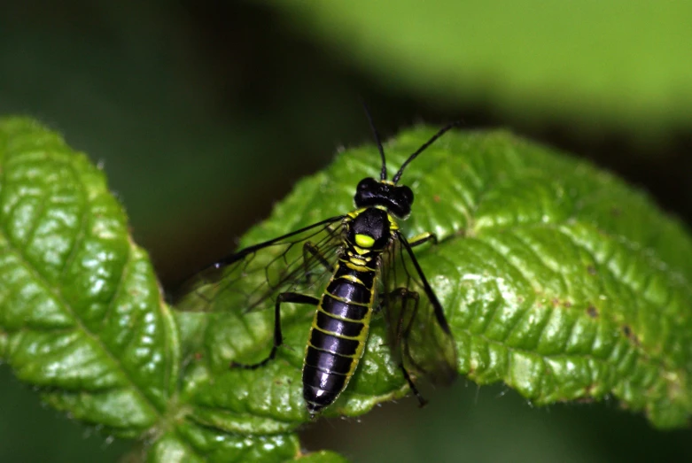 a insect on some green leaf leaves