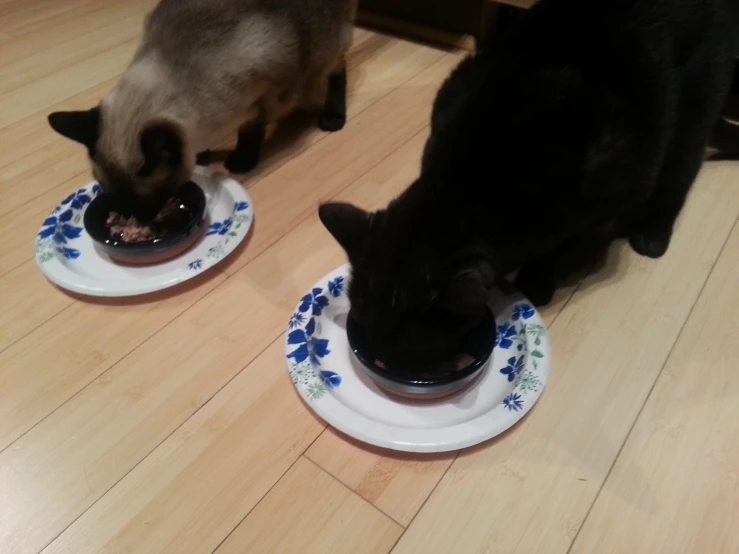 two cats eating soing from the bowl they were in