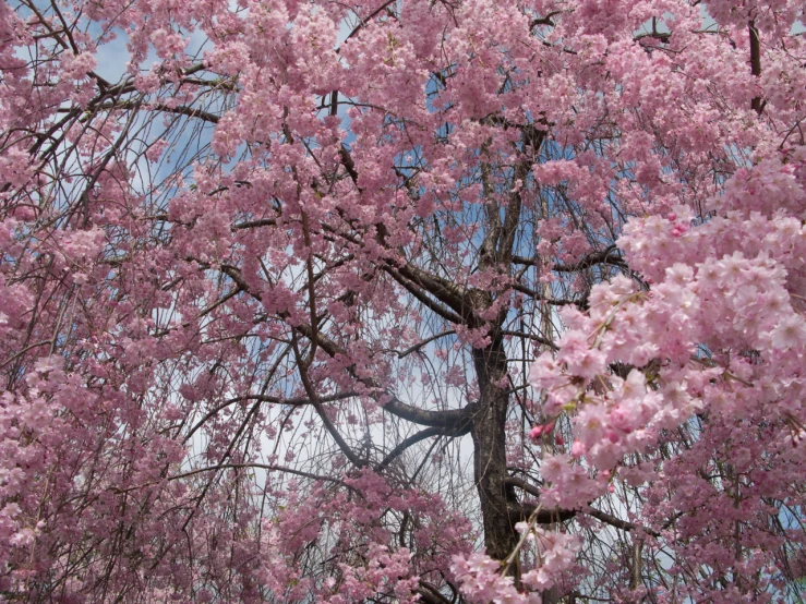 trees and bushes with pink blossoms are shown