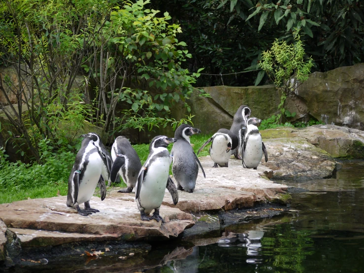 a flock of penguins standing on rocks near water