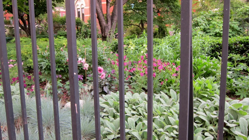 looking through bars into the front garden at flowers and shrubs